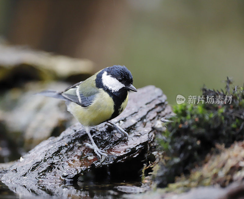 大山雀(Parus major)喝水